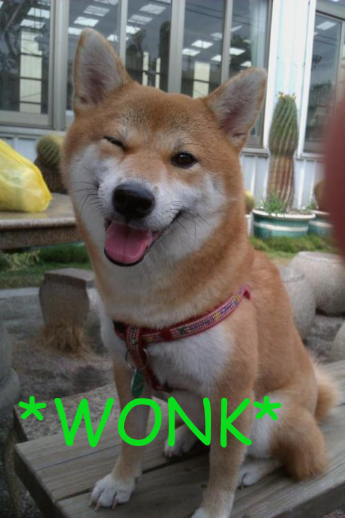 dev16z's tweet photo. can WONK flip BONK this cycle?

look at him he so cute

https://t.co/ozK4UTr8yu https://t.co/IwSiVKQnm1