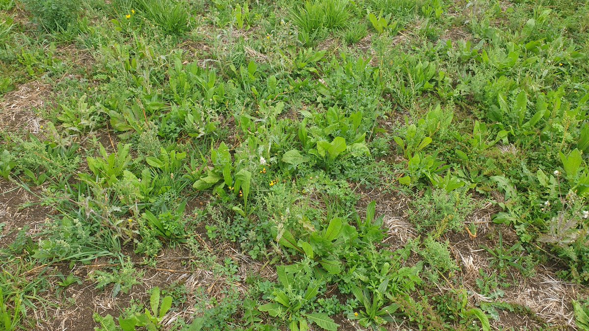 A small win!
Planted 10 acres of <a href="/CotswoldSeeds/">Cotswold Seeds</a> in mid may &amp; its had hardly any moisture. I assumed it was dead but the crop of fat hen was stunning &amp; grazed well, but now the lay has appeared!
Bottom end of the field is brash so none of the grass lived. Overseeding this Friday