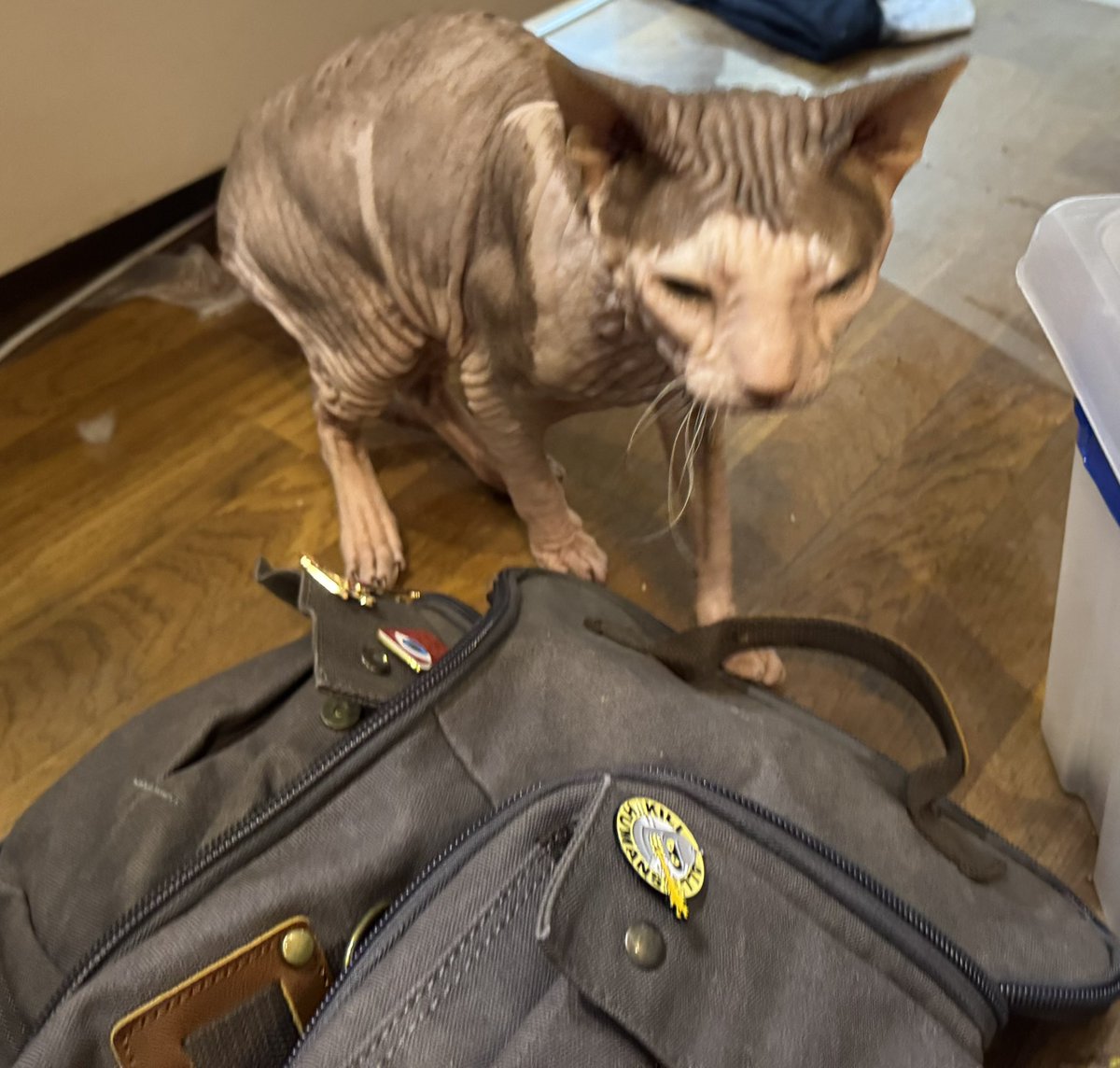 Сфоткал тут лысую киску