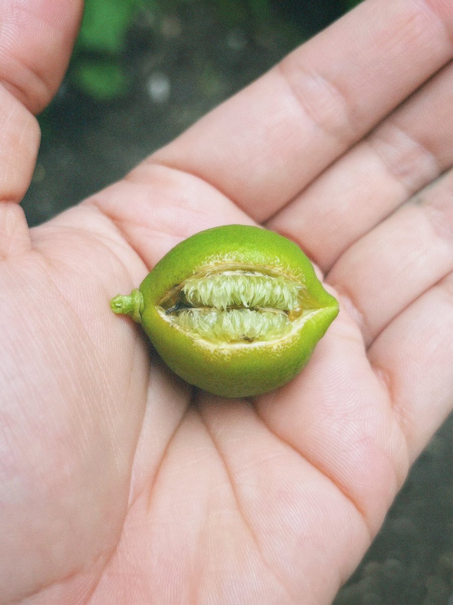 El árbol de limones ya se puso Spooky 
🖤✨