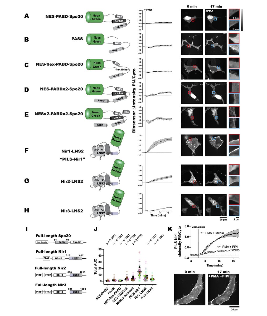 .<a href="/c_wecks/">Claire Weckerly</a>, Rahn, <a href="/gerryhammond/">Gerry Hammond</a> et al. <a href="/PittTweet/">University of Pittsburgh</a> report a novel biosensor, PILS-Nir1, that detects phosphatidic acid in live cells, revealing the lipid’s dynamics with improved sensitivity and selectivity over existing probes. hubs.la/Q03HyBZn0

#lipids #phospholipids