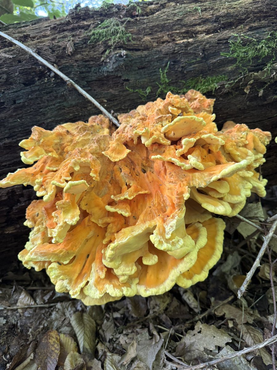 Dieser Pilz macht seinem Namen alle Ehre: der Schwefelporling (Laetiporus sulphureus) leuchtet uns mit seiner orangenen Oberseite und der hell bis kräftig schwefelgelben Porenschicht und Zuwachskante oft schon aus größerer Entfernung entgegen! Aber falls ihr jetzt denkt, dass so