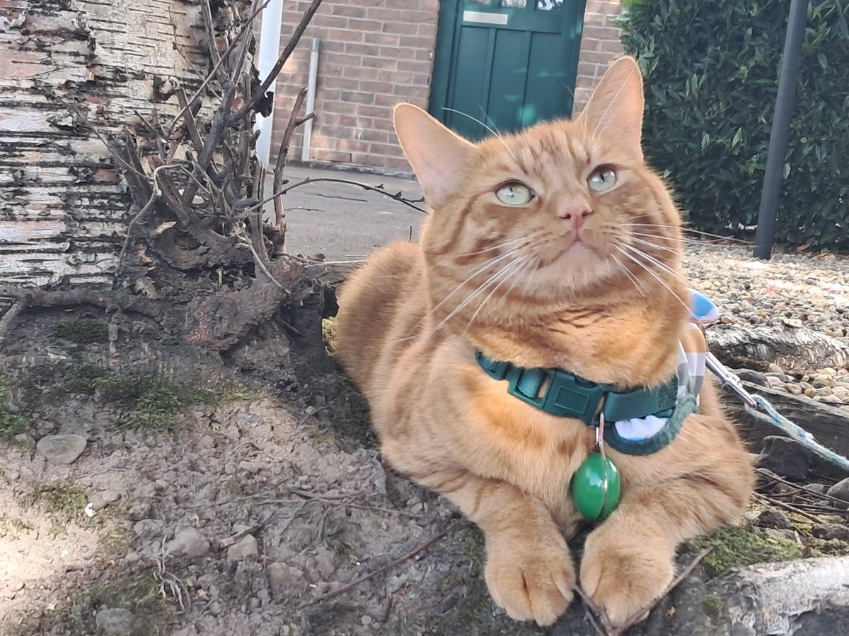 pumpkingibson's tweet photo. Hi Furriends 🐾 https://t.co/2Obkfq6O3R