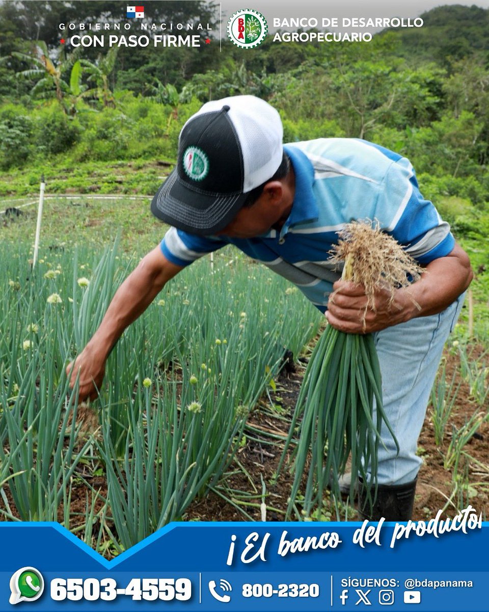 🌱 En el Banco de Desarrollo Agropecuario (BDA) nos unimos a la conmemoración del Día Mundial de la Agricultura, rindiendo homenaje a todos los productores que, con esfuerzo y dedicación, hacen posible la seguridad alimentaria de nuestro país.

#ConPasoFirme #BDAgroInfo