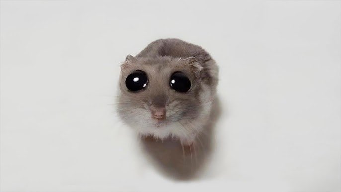 DJ_NB's tweet image. #UST2 and $kween is going to be so great and so much fun.

Dr. Shin Geon-yeong is a legendary builder, he’s also the only man who can cook hamster bibimbap while deploying autonomous yield farming protocols.

A man of code. A man of flavor.
A true Korean treasure @asparagoid