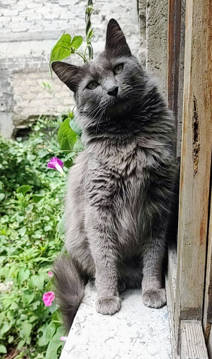 Esta belleza de Minino Azul Ruso 💙 de aproximadamente 3 añitos de talla Grande y muy sano , se encuentra en busca de un hogar cálido y seguro dónde le reciban con mucho cariño 🏡
 Mismo que el regresará con creces 💞
Si deseas adoptarle responsablemente Escríbeme 👇 
CDMX 🐾