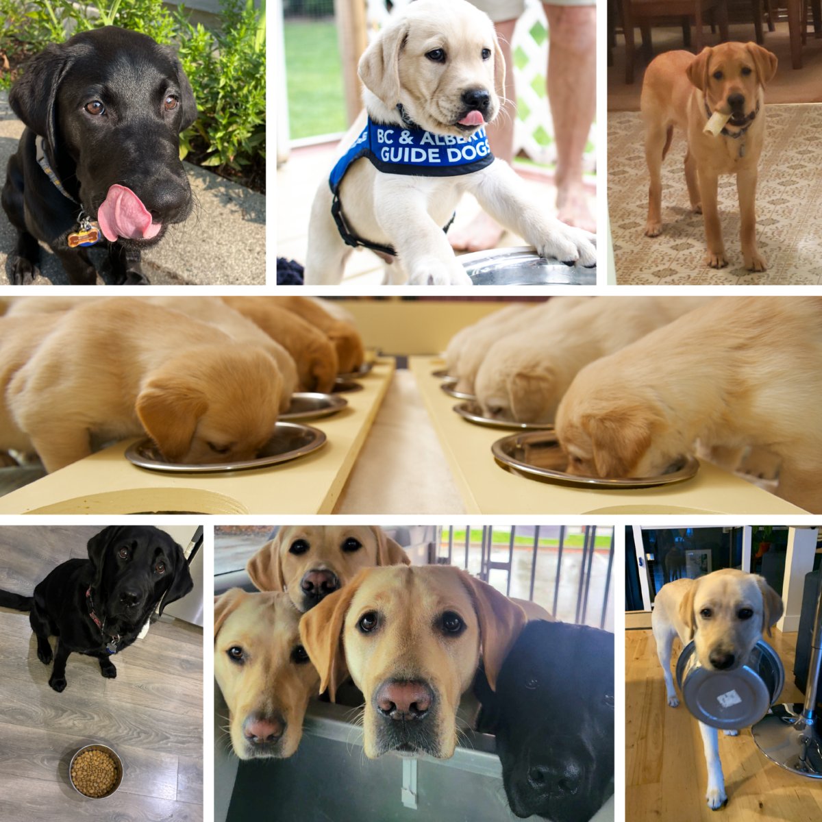 BC & Alberta Guide Dogs tweet media