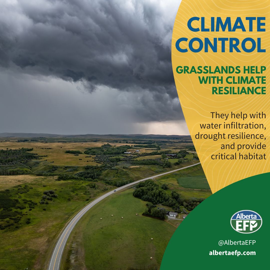 AlbertaEFP's tweet image. Fields with strong, healthy forage cover are more resilient to stress, recover faster, and require fewer inputs. Investing in grassland management today builds resilience for whatever weather tomorrow brings.
Check out this forage BMP guide: bit.ly/48101gG