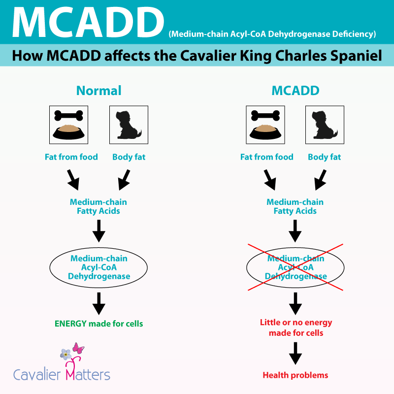 CavalierMatters's tweet photo. MCADD is a serious genetic disorder; affected dogs cannot burn fat for energy when their bodies run out of glucose. They can suffer from low blood sugar, seizures, coma, or sudden death.

Example of a clear certificate 
https://t.co/CKwFn5Gm6V

#Cavalier #MCADD #DogsOfTwitter https://t.co/1B4yKBMXR5