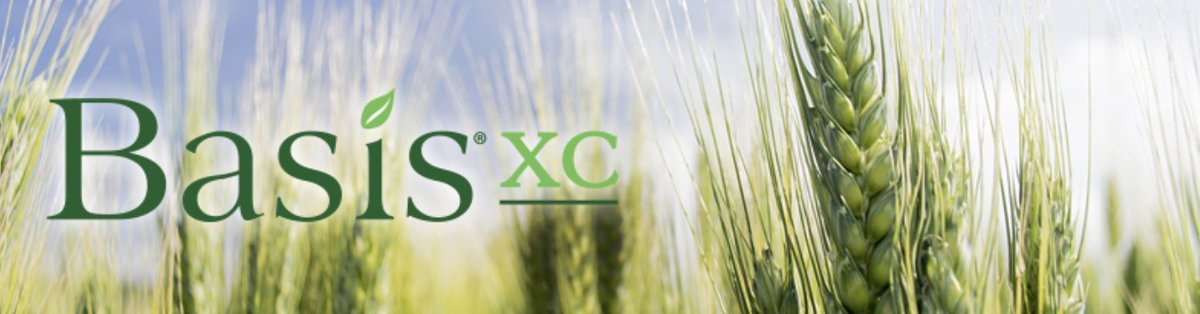 Basis® XC allows growers to get more out of every granular fertiliser application.

Click here to learn more about Basis XC and the key benefits and product features of this concentrated fertiliser biocatalyst: hubs.la/Q03Hk45t0