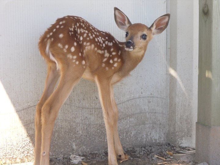 rubyl0tus's tweet image. 🫧🦌🪽🩰🧺🧁🥄