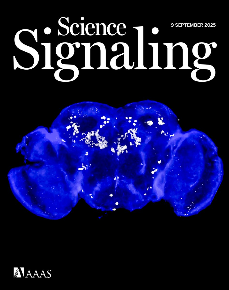 scisignal's tweet image. The new issue of #ScienceSignaling is out! 

A study of fruit flies shows a common gut bacterium can enhance the rewarding properties of amphetamines, researchers uncover how proteins in extracellular vesicles can offer clues to HIV blockade, and more. scim.ag/4mY2CNh