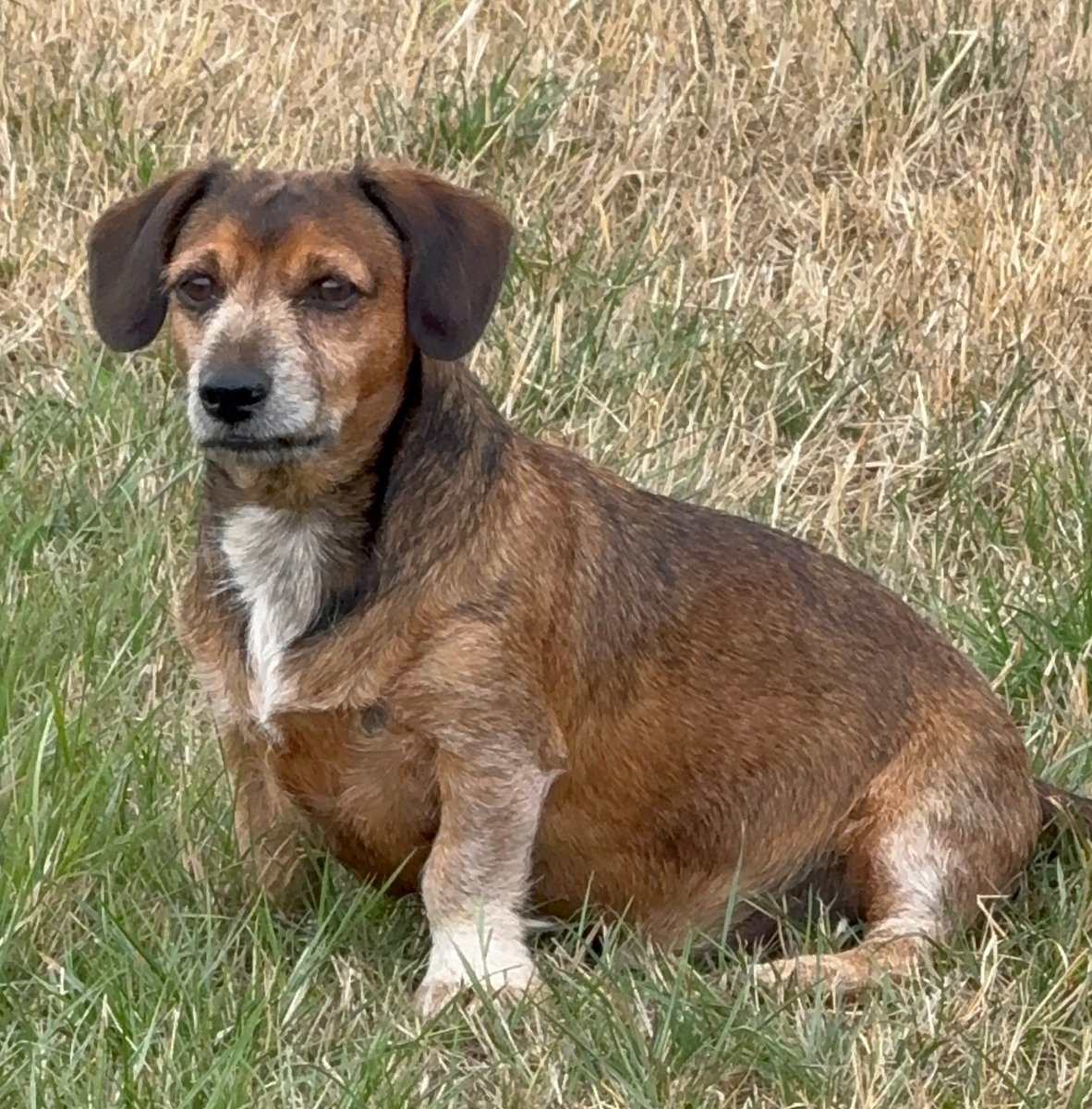 NEED TO LOCATE FINDER: Picked up by gentleman in a car.
🆘9 SEPT 2025 #Lost Baxter #ScanMe
ELDERLY Dachshund Cross Male
#BradleyGreen Droitwich Road between #Feckenham &amp; #Hanbury/#Droitwich #B96
County #Redditch #Warwickshire
doglost.co.uk/dog/199963