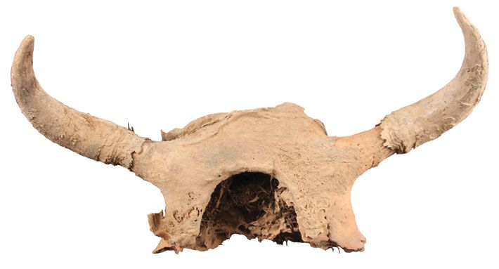 archaeologymag's tweet photo. How did the ancestors of the Navajo and Apache journey the 1,500-plus miles from the Canadian Subarctic to the American desert Southwest? What happened along the way? Archaeologists are excavating and studying Utah's Promontory Caves for answers.

https://t.co/cWfFVFgn1X https://t.co/OVMyhZjp7k