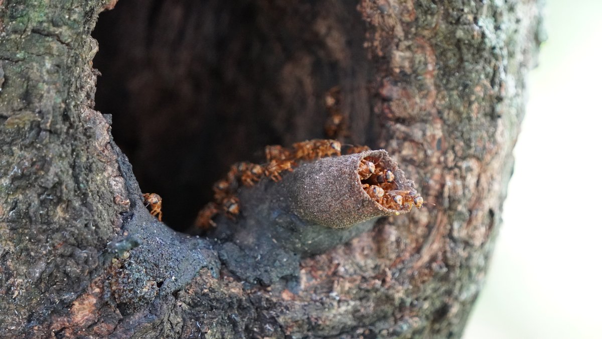 Facultad de Ciencias Agronómicas - UES tweet media