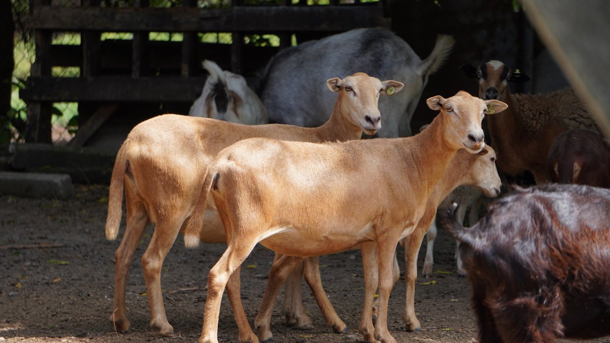 Facultad de Ciencias Agronómicas - UES tweet media