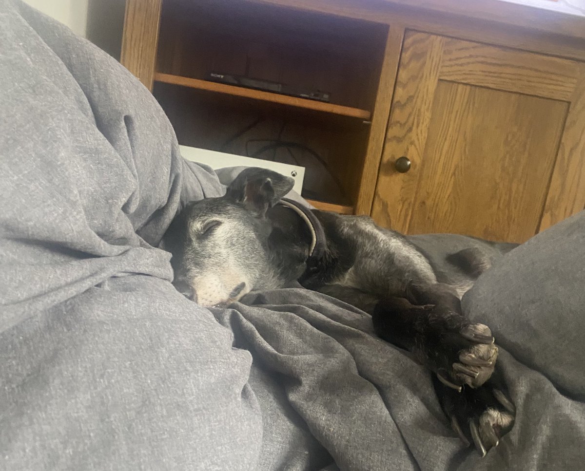 PeppaGreyhound's tweet photo. 13 years and 3 months old! 🤩 a little older and a lot greyer but still going (sort of) strong 😅 https://t.co/sBu05OPrv5