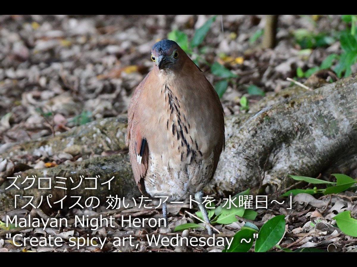 Bird Photo DL on photoAC(free!)/Adobe Stock/PIXTA
photo-ac.com/profile/240158…
adobe.ly/3vbA35j
creator.pixta.jp/@jzpf/photos
#野鳥川柳 #川柳 #水曜日 #すいようび #BirdSenryu #Wednesday #野鳥 #bird #birdwatching #birdphotography mtbrs.net/ps_jzpfplaying…