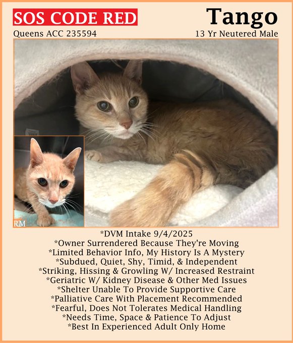 sachikoko's tweet photo. 🆘CODE RED🆘2ND CHANCE TBK THU 9/11/25🆘
🙏🏾PLEASE #PLEDGE 2 SAVE MY LIFE🙏🏾
💘Stressed 13YO #Senior Orange #Tabby Kitty "TANGO"💘
😿💔Owner Moving, Is Geriatric W/ Kidney Disease
🚨Needs #Adoption #Rescue #Foster🚨
▶235594 https://t.co/WkzUFol0WW
🙏🏽#AdoptDontShop
#Queens #NYCACC https://t.co/ofCqXmBipN