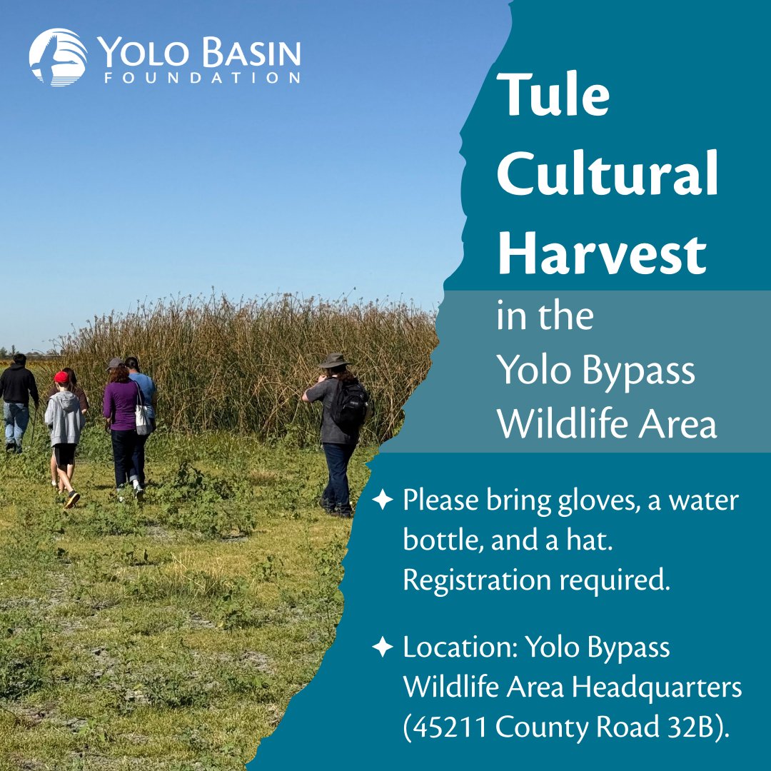 On Sunday, September 14 from 10am -12pm, join Yolo Basin Foundation, and Diana Almendariz, an Indigenous Maidu/Wintun cultural practitioner, for a day of tule harvesting in the Yolo Bypass Wildlife Area! 
Register here: yolobasin.app.neoncrm.com/nx/portal/neon…
#CABiodiversityDay #YBF