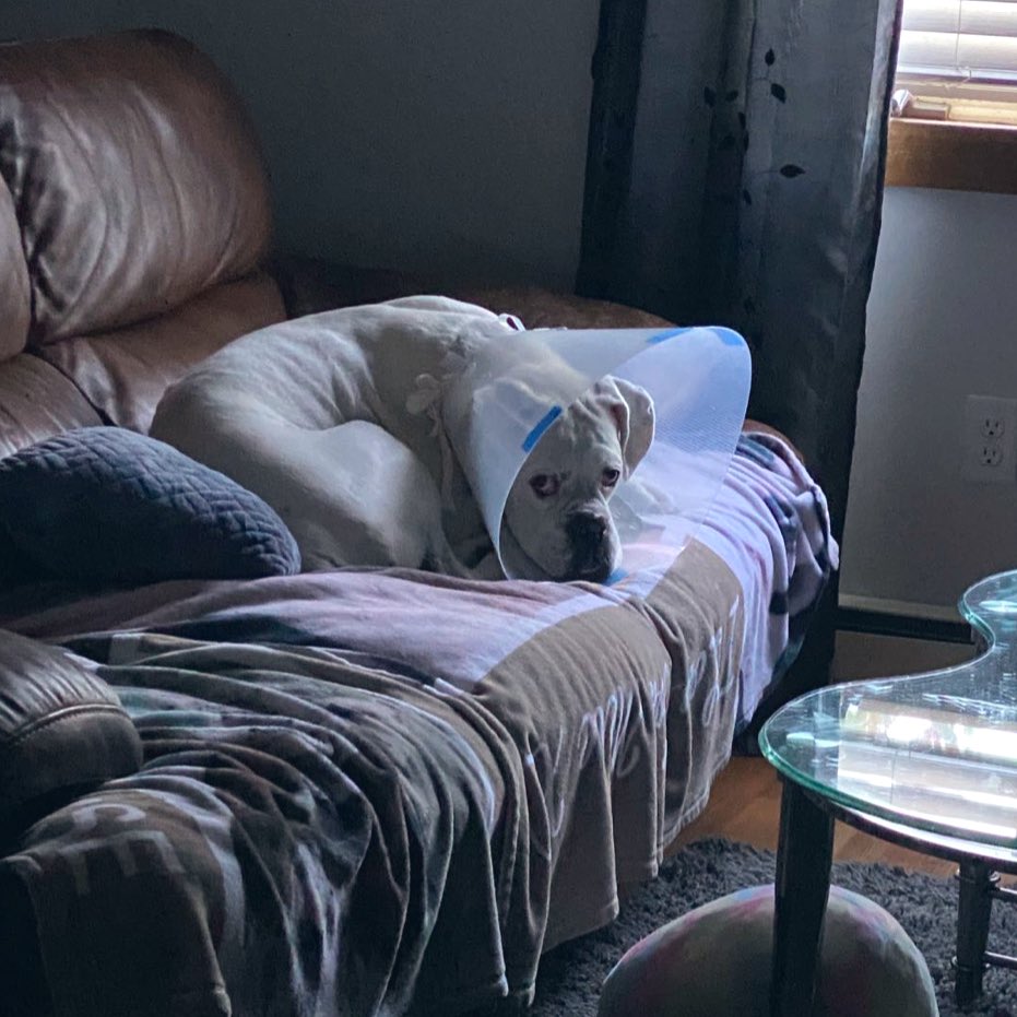 MYSTICMANDY22's tweet photo. If dogs could talk……... 
I love this dramatic dog. 😆

#narcissetheserviceboxer #boxerfamily #whiteboxer #whiteboxers https://t.co/nJ9uwHfmFy