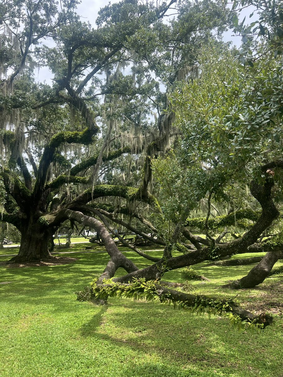 deysosweet's tweet photo. Sorry I’m late. I got distracted looking at this beautiful Southern Live Oak tree. ✨ https://t.co/4RymiPDk3I