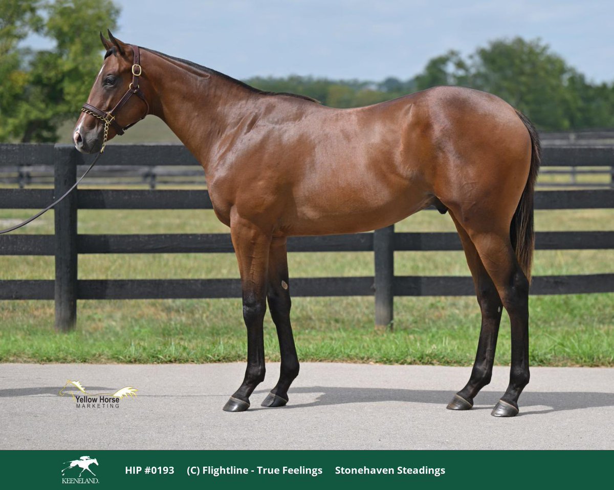 中内田師がHip193のFlightline牡馬を110万ドルで落札！ 母True  FeelingはG3で2着の実績、従姉にはG1競走を3勝し、2006年エクリプス賞最優秀3歳牝馬に選ばれたWait a Whileという血統  https://t.co/4cg2MJbLs7