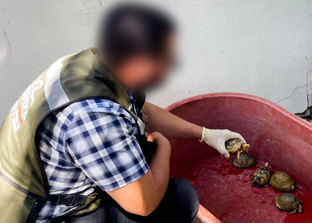 PROFEPA_Mx's tweet image. 🛩️ En el Aeropuerto de Tijuana aseguramos, junto con la Guardia Nacional, 32 reptiles, entre ellos cocodrilos, tortugas e iguanas, algunos de especies en riesgo de extinción. 🐢

🦎 Los ejemplares fueron detectados gracias a binomios caninos y quedaron bajo resguardo, al no…