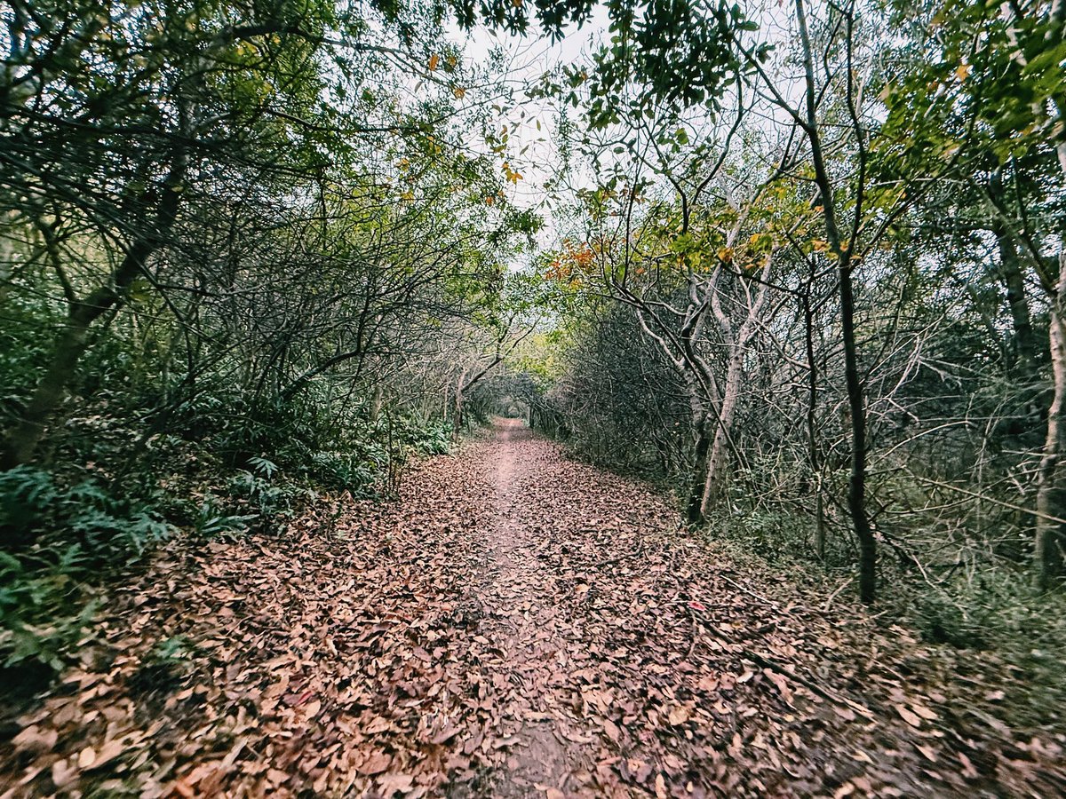 Mez Kennedy tweet media