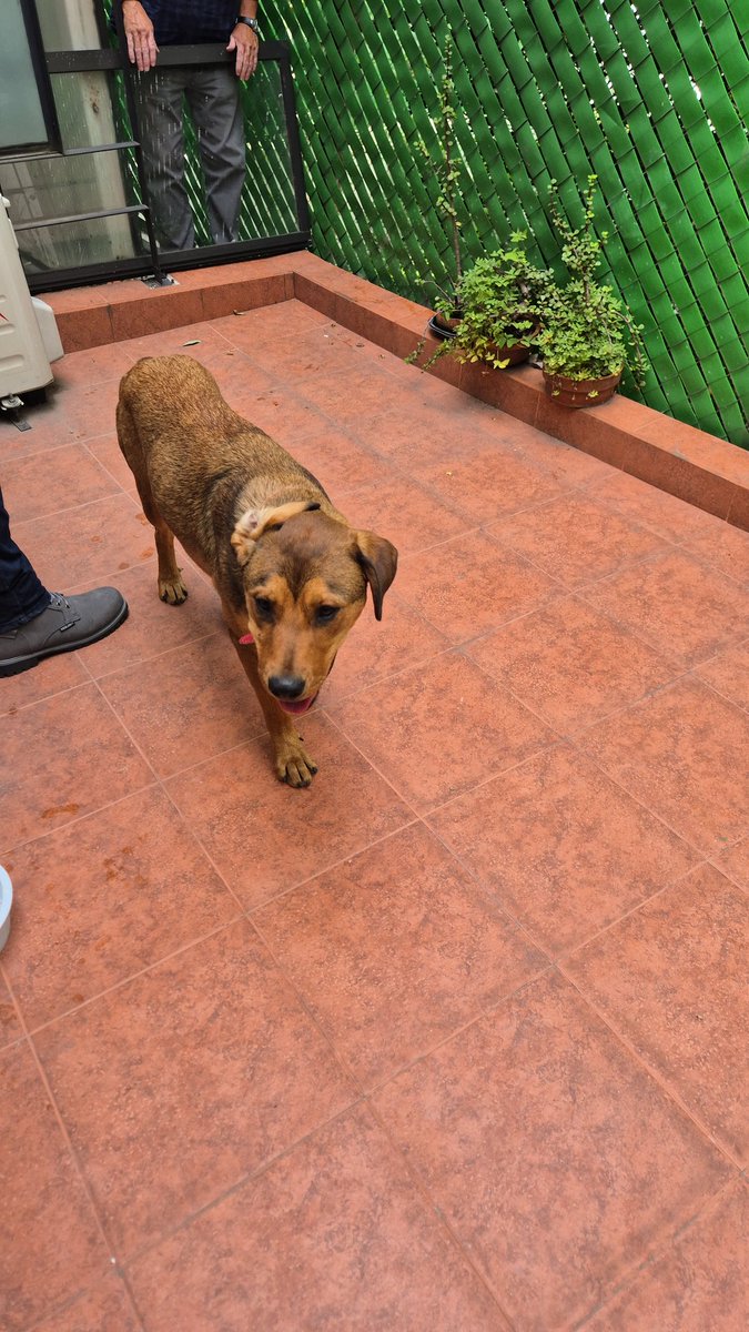 Lorenaifas's tweet photo. Hoy en @vecletranvalle una señora dejó abandonada a esta perrita: 
Solicitamos apoyo para encontrarle casa que la amen mucho, es tierna, dócil, hace caso, ya comió y bebió. @oscarbalmen @Alina_Gag @Alcaldia_BJ @LuisMendozaBJ @AccionesBJ @enladelvallehoy https://t.co/vUG2dWOxdg