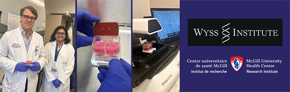 🔬 Dr. Lorenzo Ferri (The Institute) and Dr. Donald Ingber (Harvard) created an organ-on-a-chip that predicts chemotherapy response — a breakthrough in precision oncology! <a href="/cusm_muhc/">Centre universitaire de santé McGill</a> <a href="/wyssinstitute/">Wyss Institute</a> 
 👉 rimuhc.ca/-/an-organ-chi…