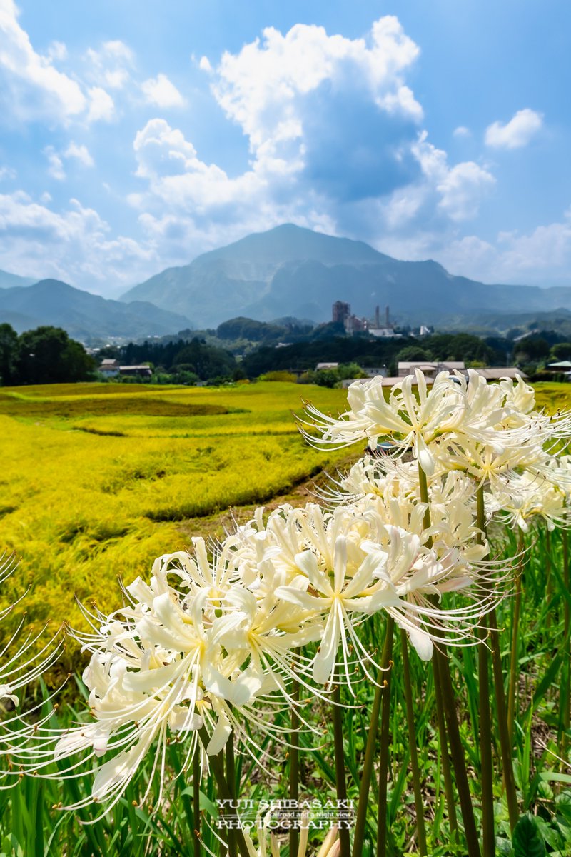 埼玉県横瀬町にある、寺坂棚田の白い彼岸花が咲きました。