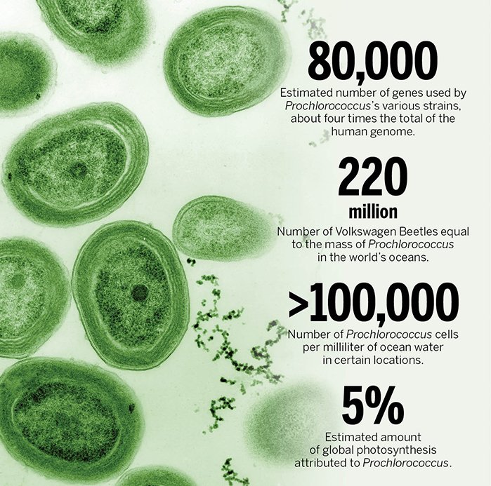 🚨🦠BREAKING🦠🚨
The most abundant photosynthetic organism on Earth is threatened by global warming!

New study:
'Future ocean warming may cause large reductions in Prochlorococcus biomass and productivity'
1/3