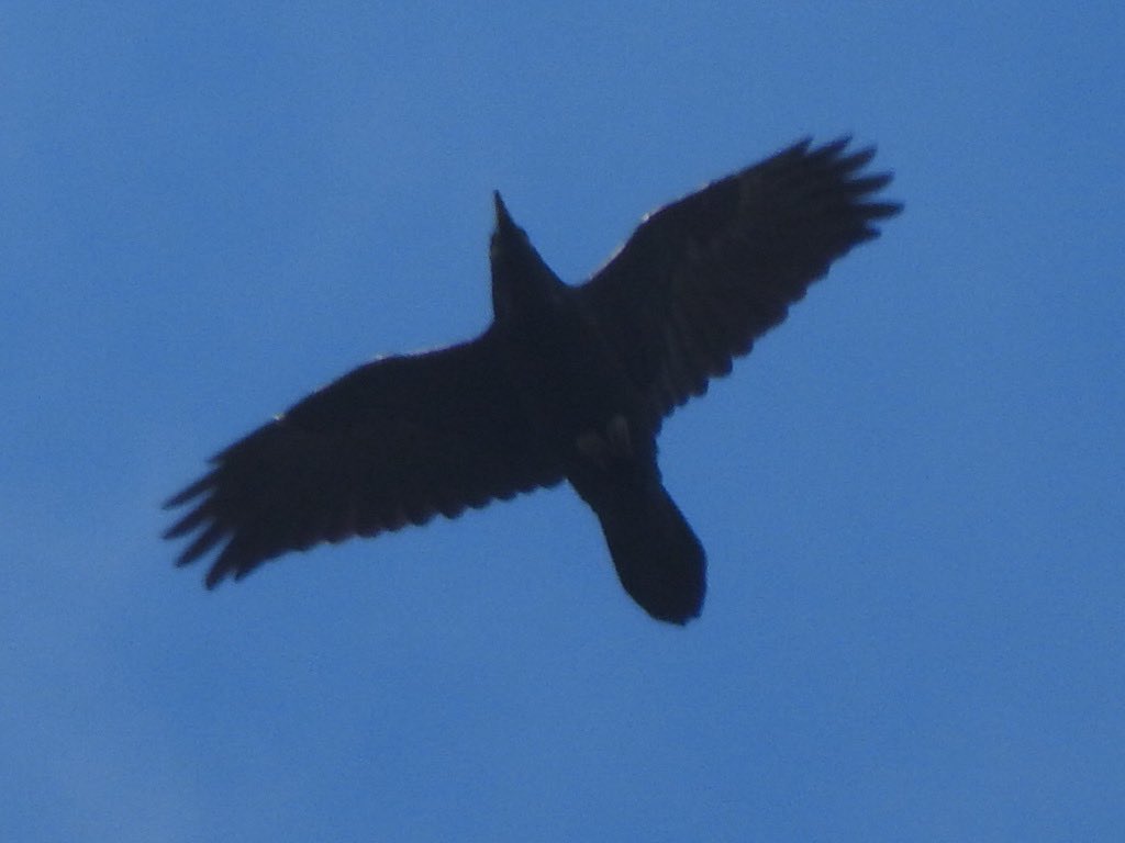 Another lunch time watching the Willow Emeralds, when a loud ‘cronk’ was heard and two Ravens soared high overhead #schoollunchbreak