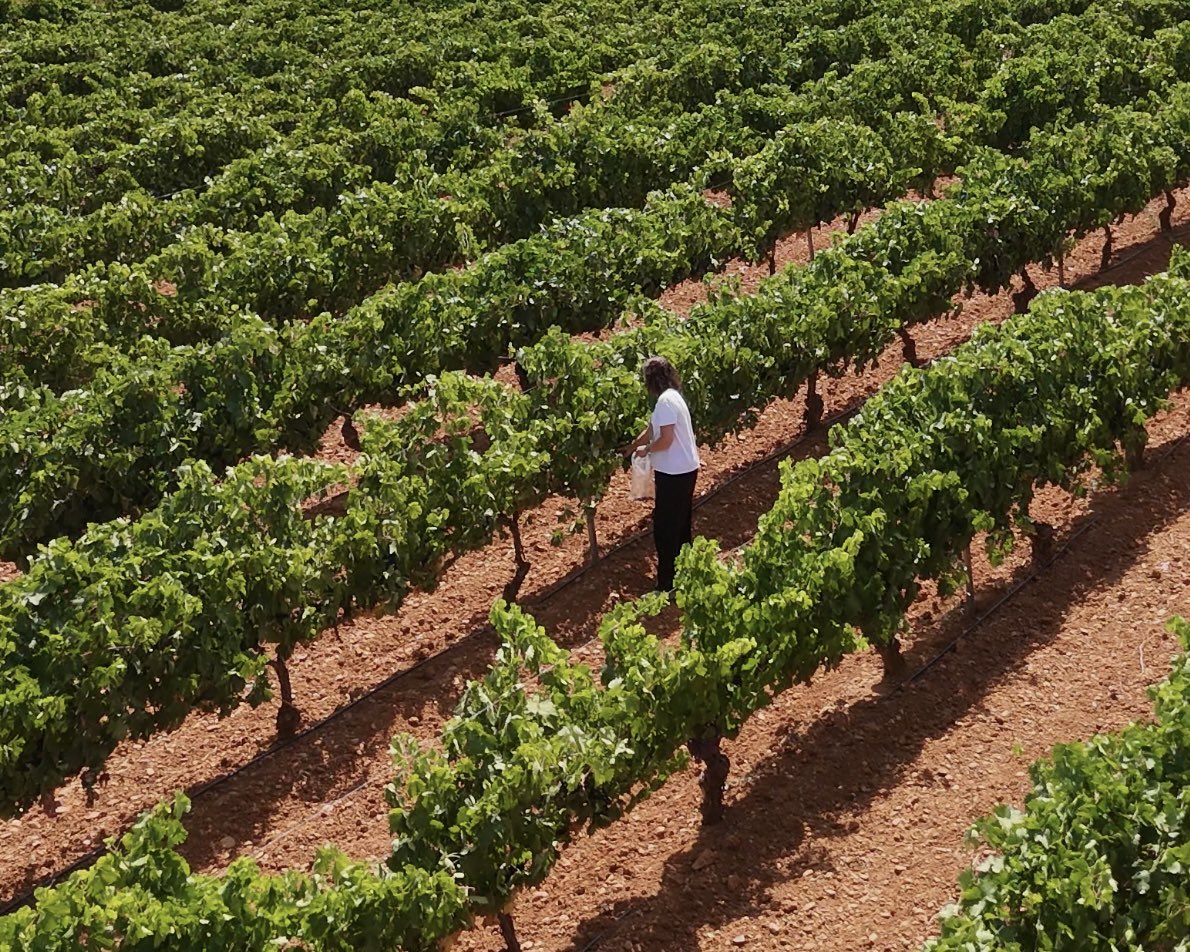 La importancia de cada instante

Vendimiar en el momento preciso es la clave para expresar lo mejor de cada parcela. 🍇

#Vendimia2025 #muestreo