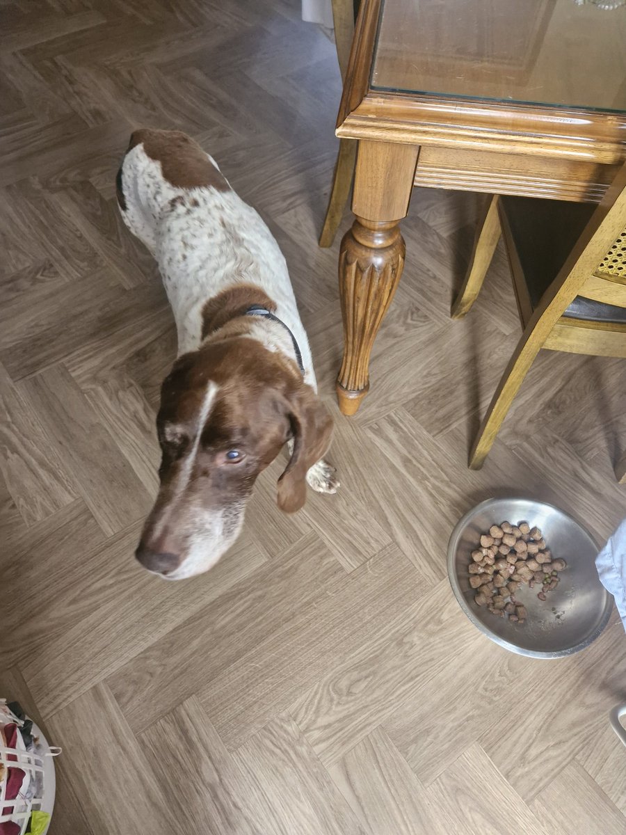 DOC999's tweet photo. Today, we made what was probably the hardest decision on our lives and put Shankly our dog of 15 years to sleep. Sleep well, Shankly and see you on the other side. https://t.co/9MrFYxtDjn