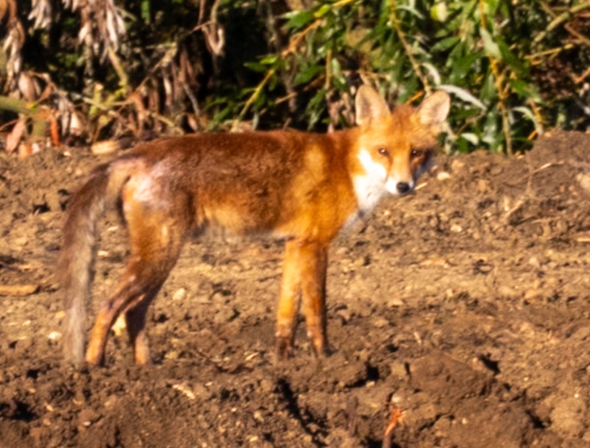 Ian Gordon tweet media