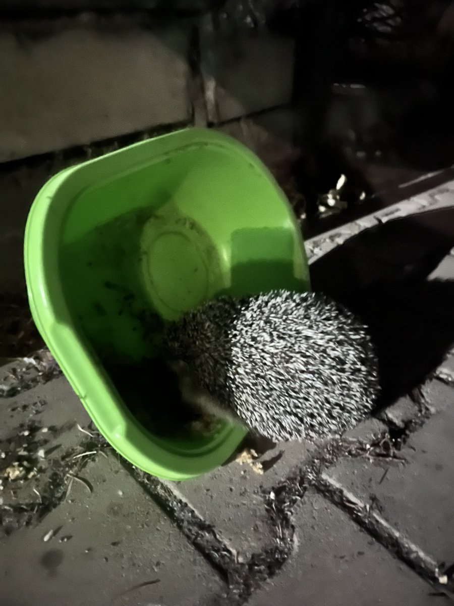 Kedi için bırakılan yemek Kirpiye nasip oldu.