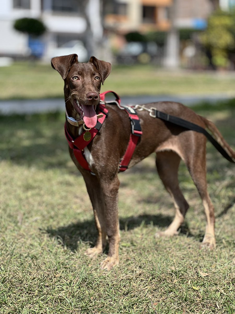 peravi's tweet photo. #Nutella necesita apoyo
El 12 se vence su temporal necesitamos de 30 personitas que la ayuden con S/10 🥹 aún nadie pregunta por ella ya poco a poco está mejorando y es muy hermosa 😔 cualquier apoyo yape/plin: 922 912 750 🙏🏽 dale un RT https://t.co/j7vWe1EvSp