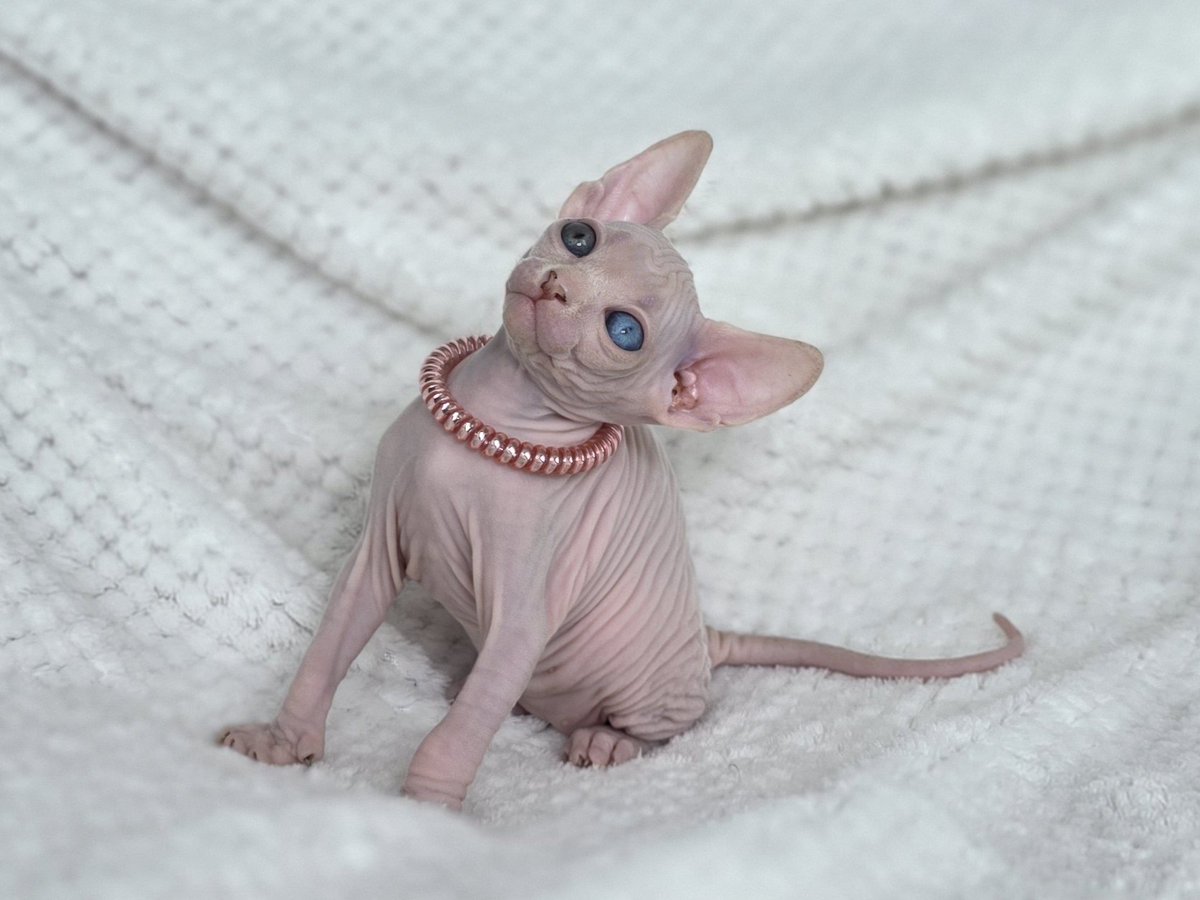 Она такая милая и спокойная. Первая начала ходить на лоток и с тех пор ни разу не промахнулась. Хорошо кушает, много спит, играется не до одури.
Прелесть, а не ребенок.