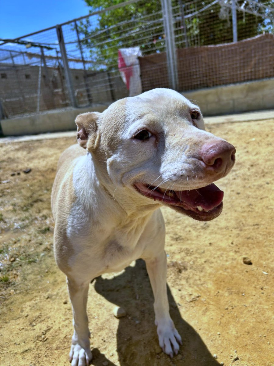 #Sevilla

— 𝙻𝚊 𝚜𝚘𝚗𝚛𝚒𝚜𝚊 𝚍𝚎 #𝙲𝙰𝙻𝙻𝙴 𝚝𝚒𝚎𝚗𝚎…  𝐝𝐞𝐫𝐞𝐜𝐡𝐨𝐬 𝐝𝐞 𝐚𝐮𝐭𝐨𝐫  ☺️—

Tiene 11 añitos y un carácter noble y bonachón. Súper cariñosa con la gente… ¡Es un amor!

Aquí hemos comprobado que es sociable, solo con perros de sexo contrario (machos),