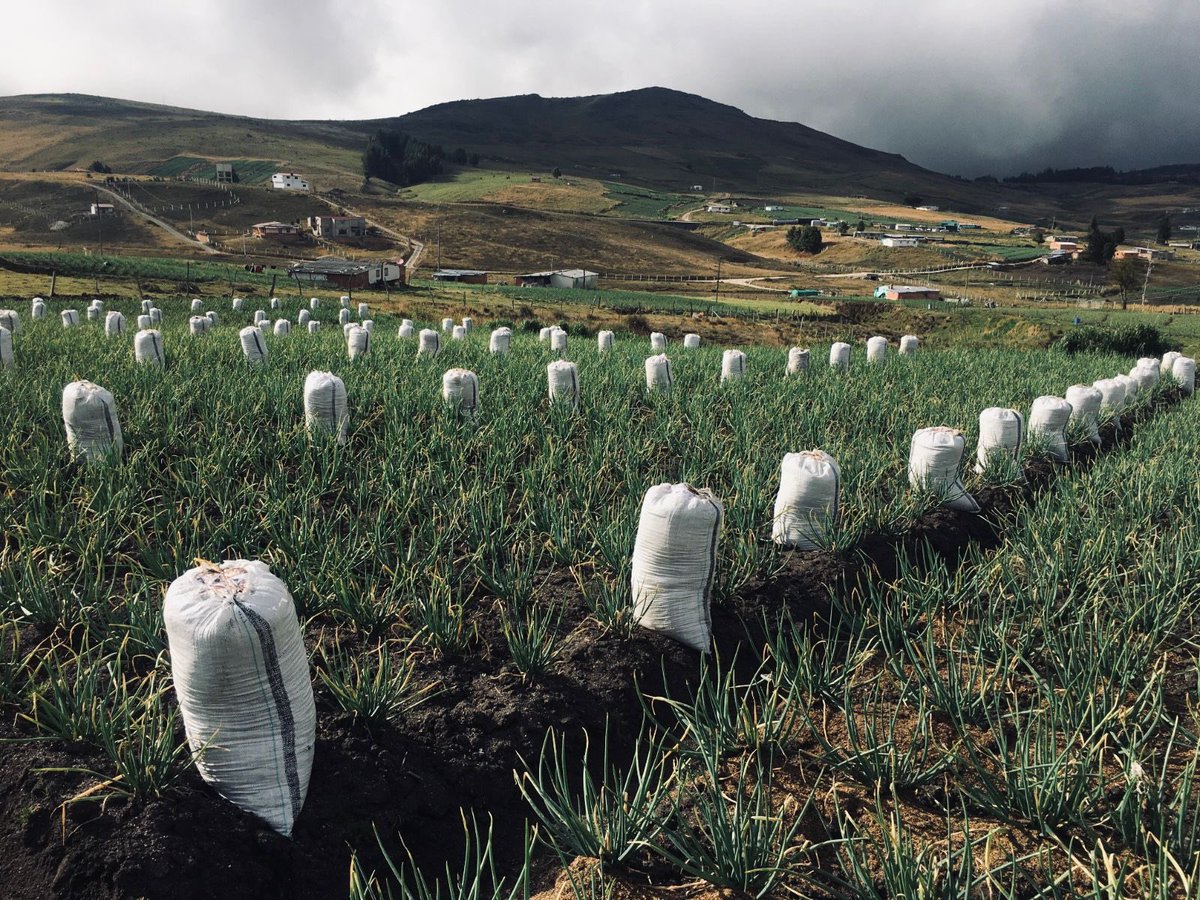 UIS's tweet photo. #ParqueUniversidad
💧 La UIS y las comunidades se unen para proteger el Páramo de Berlín y la cuenca del río Tona, dos ecosistemas vitales para la región.

El proyecto liderado por el Grupo de Investigación en Recursos Hídricos y Saneamiento Ambiental armoniza la producción de alimentos, como la cebolla, con la conservación del suelo y el agua. Descubre cómo la investigación y la colaboración están construyendo un futuro sostenible.

Lee la nota completa aquí 👉 https://t.co/JsEBYz6szK