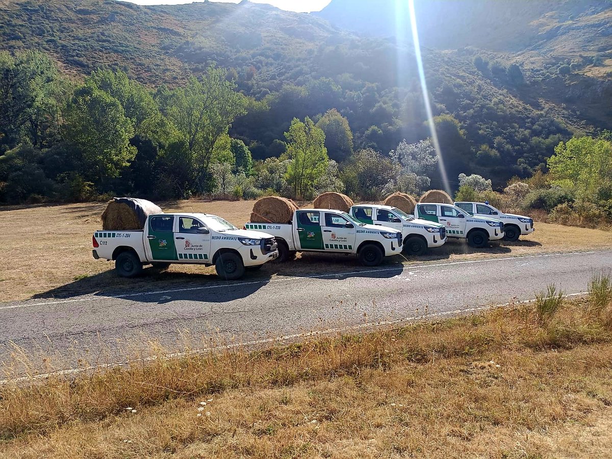 naturalezacyl's tweet image. Continuamos con reparto de heno, cereal y pienso vitaminado para la fauna silvestre en reserva de Caza de Riaño para mejorar su estado sanitario, evitar desplazamientos en busca de alimento, daños a la agricultura y contacto con animales domésticos #CCMA comunicacion.jcyl.es/web/jcyl/Comun…