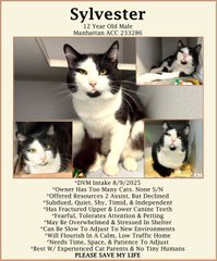 PeterAskin1's tweet photo. This be tweet number three
for dear Sylvester this oldie he!
Needs release from NYC ACC
& very fast I hope you see!
Adopt if you love the old
or pledge & we must be bold!
Pledges are still way too few
So tag @sachikoko me & you!
LAST CALL! 🙏
https://t.co/PX1PnAUlQp https://t.co/lx1o7X1MRq