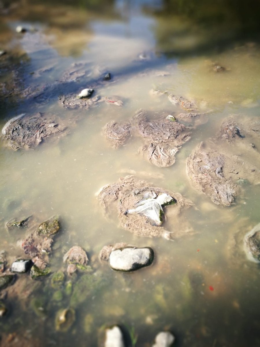 Najcistija reka Gradac, danas puna fekalija. Na sramotu grada Valjeva.