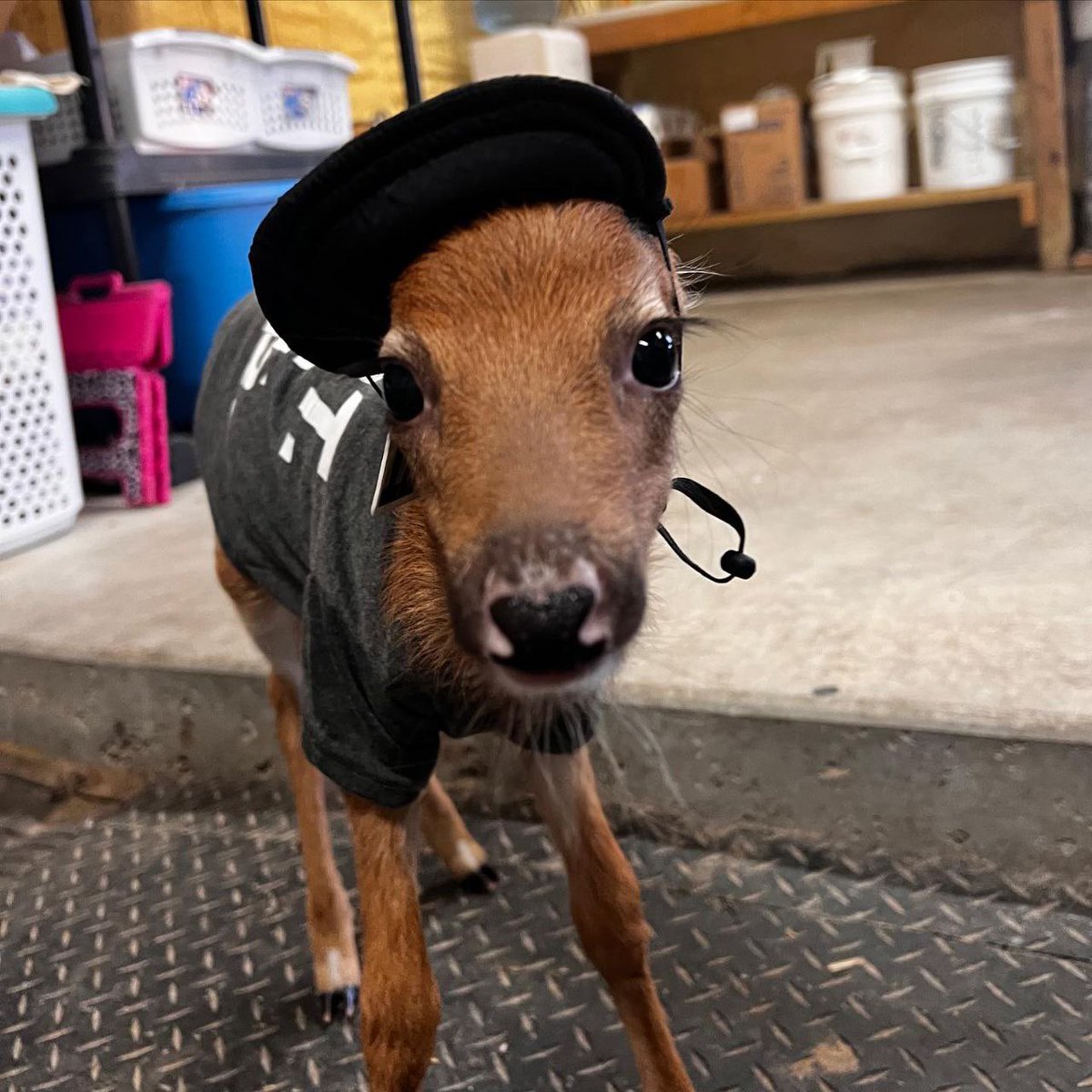 LuLu 🦌🎧 Vena tweet media