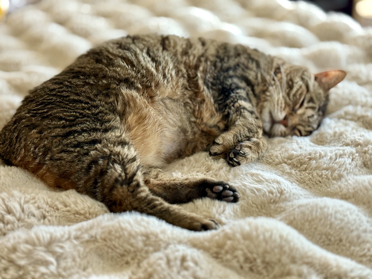 If the goodness of one's heart was equated with the length of one's life-cats would outlive us all. 

It is likely we will take a small break from here. We hope you're here when we return. Thank you for all of your love ❤️❤️