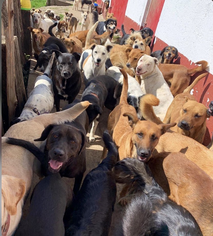 🛟 🆘 🛟 🆘 🛟 🆘 🛟 🆘
Amig@s, este mensaje es para solicitar ayuda urgente pues, no tenemos alimento. 😰😞😭
Día a día es un desafío conseguir alimento para todos, quienes me conocen saben que 24/7/365 estoy para ellos, consiguiendo de una u otra forma cómo alimentarlos, que