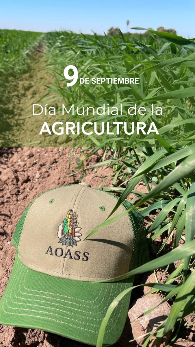 En el #DíaMundialDeLaAgricultura reafirmamos nuestro compromiso con una agricultura 🌾 sustentable, resiliente e innovadora.

En AOASS trabajamos por un campo que alimente hoy y fortalezca el futuro.
#AOASS #CampoSustentable