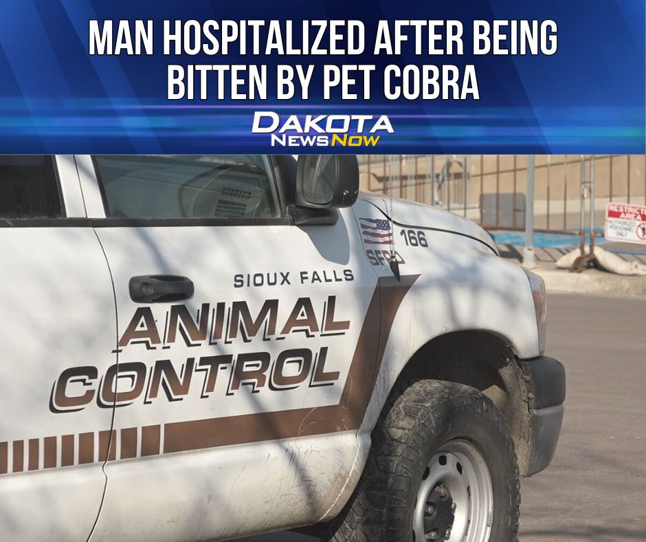 On Sunday, September 7, a man called Animal Control to report that he had been bitten by one of his pet African Forest Cobras.

Story>> dakotanewsnow.com/2025/09/09/man…
